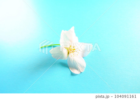 満開の桜 桜 さくら 桜 桜の花 花びら ソメイヨシノ 満開の桜 桜 さくら 桜 桜の花 花びら ソメイヨシノ 104091161