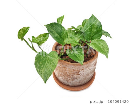 Epipremnum aureum in clay pot isolated on white background with copy space Epipremnum aureum in clay pot isolated on white background with copy space 104091420