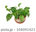 Epipremnum aureum in clay pot isolated on white background with copy space 104091421