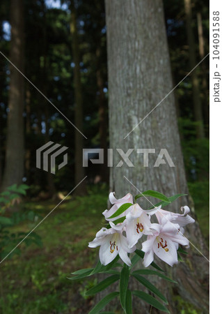 シモツケ草が見頃を迎えた埴安姫神社 104091588