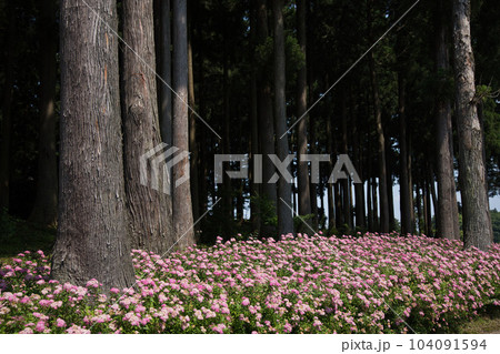 シモツケ草が見頃を迎えた埴安姫神社 104091594