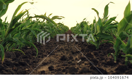 corn field leaf sprout green, agriculture, fresh corn sprout agriculture field, row field sunset, Crop enterprise up maize soil green warm sun sprouts cornfield point young agriculture eco rows 104091674