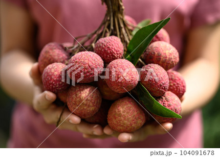 Lychee fruit holding by hand, Tropical fruit in summer season Lychee fruit holding by hand, Tropical fruit in summer season 104091678