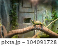 とかげ 蜥蜴 トカゲ 104091728