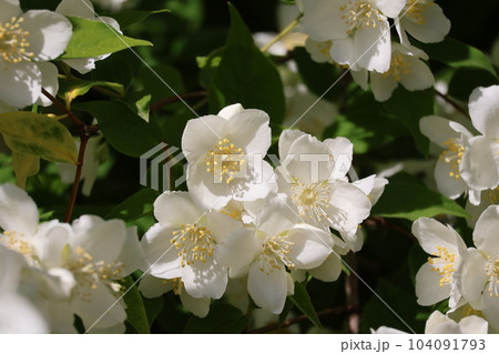 緑の葉と白い花びらの満開のセイヨウバイカウツギの花が咲く花木をアップで撮影した風景 104091793