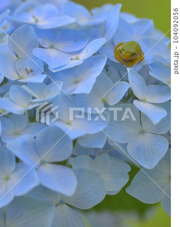 アジサイとカエル 104092056