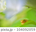 アジサイとカエル 104092059