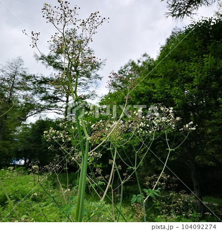 入笠山　お花畑 104092274
