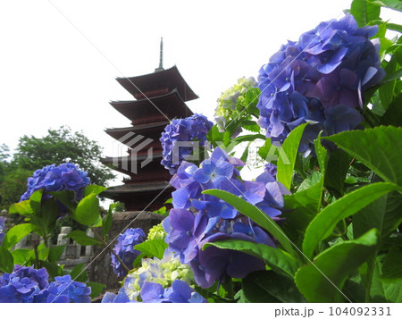 東京都大田区池上本門寺　五重塔と紫陽花 104092331