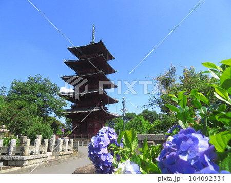東京都大田区池上本門寺 五重塔と紫陽花 東京都大田区池上本門寺 五重塔と紫陽花 104092334