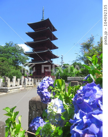 東京都大田区池上本門寺 五重塔と紫陽花 東京都大田区池上本門寺 五重塔と紫陽花 104092335