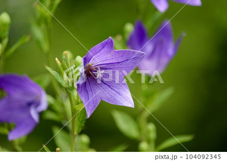 キキョウの花 桔梗 キキョウの花 桔梗 104092345