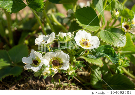 Strawberry black eye. Flowers damaged by frost in Spring garden. Black center in strawberry plant blossoms. Close-up. Strawberry black eye. Flowers damaged by frost in Spring garden. Black center in strawberry plant blossoms. Close-up. 104092503