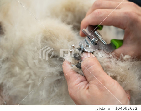 Woman groomer trims the claws on the paws of a spitz dog.  104092652