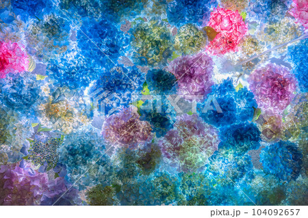 美しい紫陽花手水舎 104092657