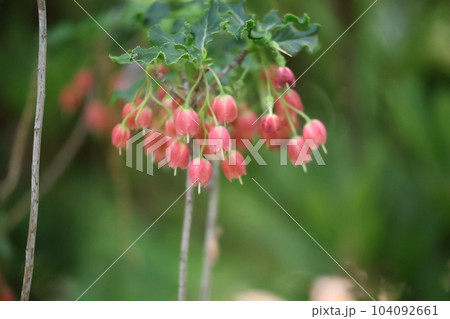 緑の葉と赤い花びらのベニドウダンの花が咲く花木の枝をアップで撮影した風景 緑の葉と赤い花びらのベニドウダンの花が咲く花木の枝をアップで撮影した風景 104092661