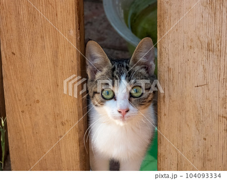 Young curious cat peeking out from behind a wooden fence 104093334