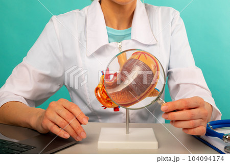 Male doctor showing a model of stomach using magnifying glass. Early diagnosis and treatment. Male doctor showing a model of stomach using magnifying glass. Early diagnosis and treatment. 104094174