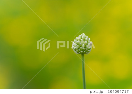 花のつぼみ 104094717