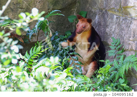 セスジキノボリカンガルー セスジキノボリカンガルー 104095162