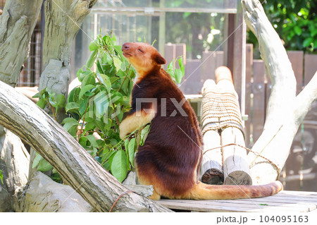 セスジキノボリカンガルー 104095163