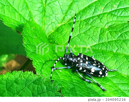 自然の中で生きるゴマダラカミキリ 自然の中で生きるゴマダラカミキリ 104095216