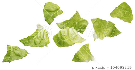 Chopped Iceberg lettuce leaves isolated on white background Chopped Iceberg lettuce leaves isolated on white background 104095219