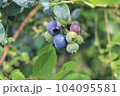 ブルーベリーの実 104095581