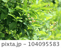熟す前のブルーベリー 104095583