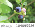 ブルーベリーの実 104095586