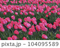 ピンクのチューリップ畑 104095589