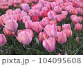 ピンクのチューリップ畑 104095608