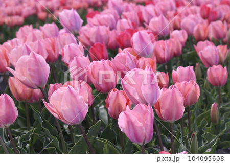 ピンクのチューリップ畑 104095608
