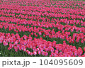 一面ピンクのチューリップ畑 104095609