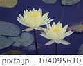 黄色の睡蓮 104095610