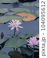 ピンクの睡蓮 104095612