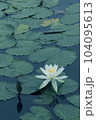 白い睡蓮 104095613