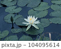 白い睡蓮 104095614
