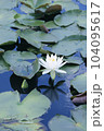 白い睡蓮 104095617