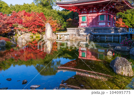 秋晴れの紅葉映えする五重塔　モミジ　池に映り込む風景「蓮華院誕生寺(れんげいんたんじょうじ)」玉名市 104095775