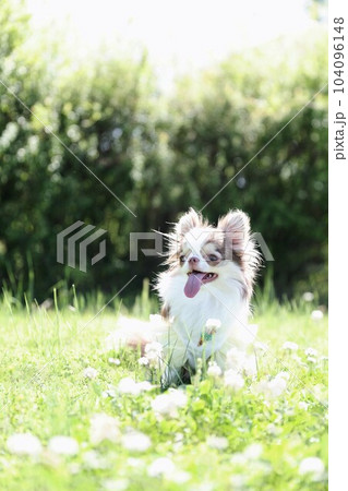 チワワ チワワ 104096148