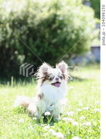 チワワ チワワ 104096150