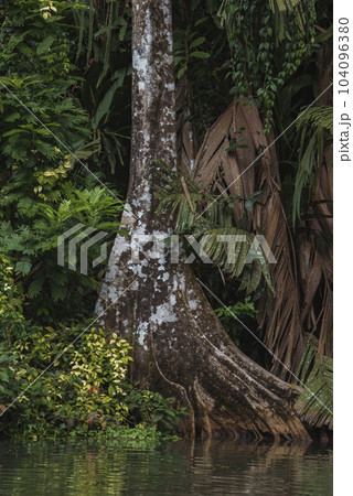 Little green heron hunts sitting on huge tree trunk by river at tortuguero national park, Costa Rica 104096380