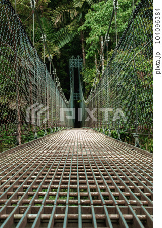 Hanging Bridges in cloud forest Monteverde - Costa Rica. Suspension bridge in tropical rain forest Hanging Bridges in cloud forest Monteverde - Costa Rica. Suspension bridge in tropical rain forest 104096384