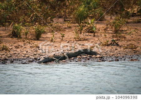 Corcovado National Park, Costa Rica - March, 2023: Landscapes and wildlife in Costa Rica. A closeup photo on a crocodile. 104096398