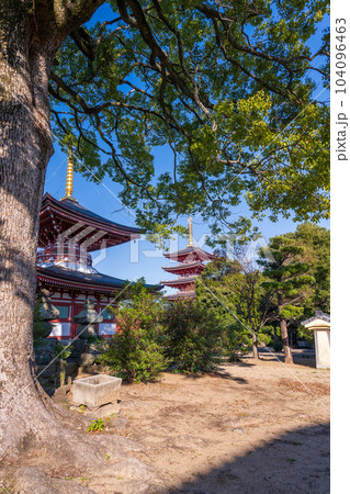 秋晴れの境内参道から観える風景「蓮華院誕生寺(れんげいんたんじょうじ)」玉名市 秋晴れの境内参道から観える風景「蓮華院誕生寺(れんげいんたんじょうじ)」玉名市 104096463
