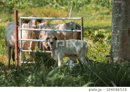 Brahman cows and calf standing on grassy landscape at farm in Costa Rica, animal and nature concept 104096529
