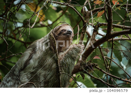 Cute sloth hanging on tree branch. Perfect portrait of wild animal in the Rainforest of Costa Rica scratching the belly, Bradypus variegatus, brown-throated three-toed sloth. 104096579