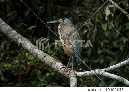 Agami heron a resident breeding bird perching on tree branch at Tortuguero National Park in Costa Rica Agami heron a resident breeding bird perching on tree branch at Tortuguero National Park in Costa Rica 104096584