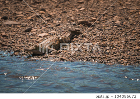 Corcovado National Park, Costa Rica - March, 2023: Landscapes and wildlife in Costa Rica. A closeup photo on a crocodile. Corcovado National Park, Costa Rica - March, 2023: Landscapes and wildlife in Costa Rica. A closeup photo on a crocodile. 104096672